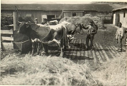 K.u.k. Schlachtviehdepot Nro.7 in FELDKIRCHEN. 1. Viehplatz, sogenannter LABOISENPLATZ. Aufgen.am 20.VII.1916. (BildID 15477541)