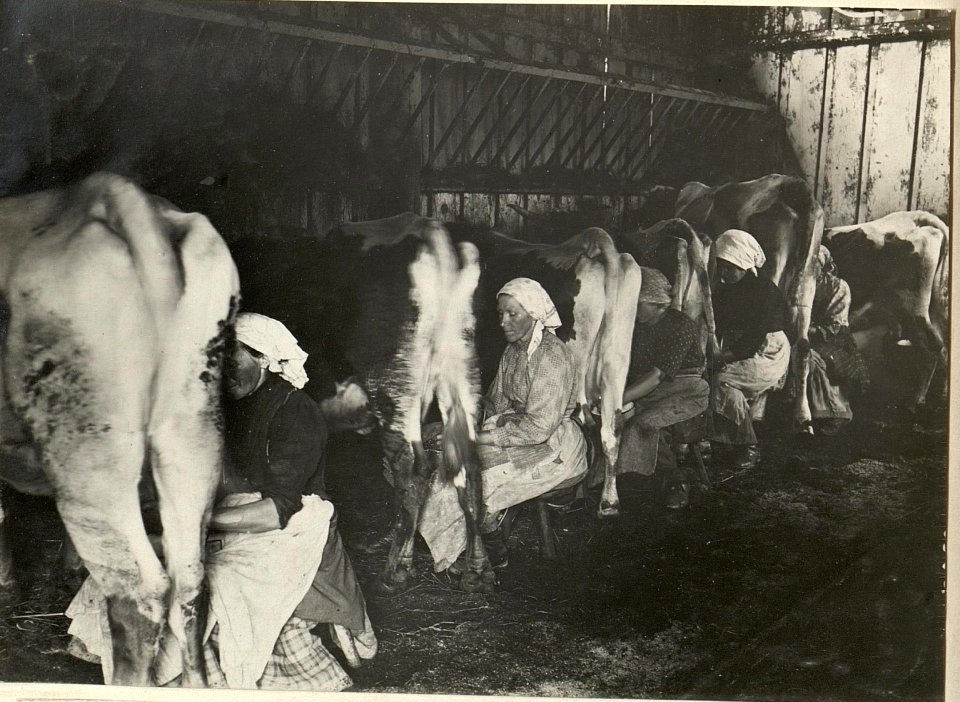 K.u.k. Schlachtviehdepot Nro.7 in FELDKIRCHEN. LABOISENPLATZ, Schweizerei. Aufgenommen am 20. VII.1916. (BildID 15477548)