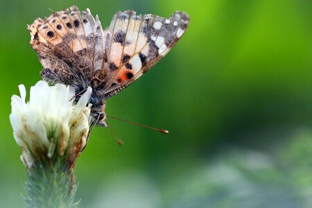 Butterfly animal outdoors photo