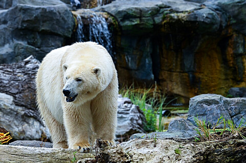 Animal frosty polar bear