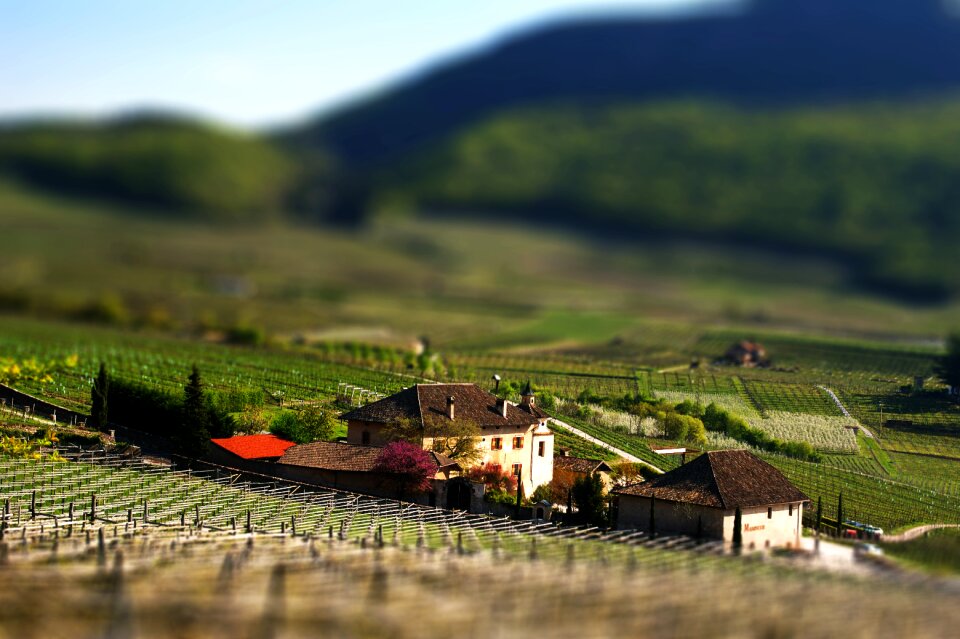 Grapevine vineyards wine
