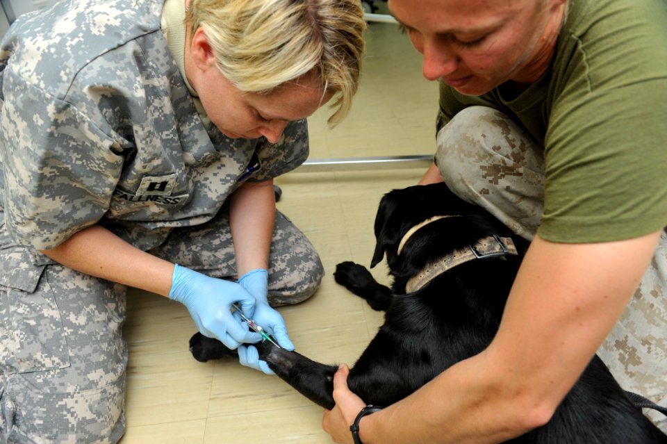 K9 patient 140113-N-LE393-017