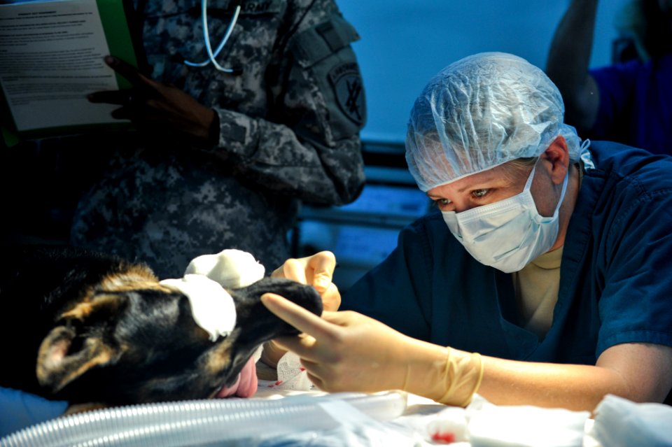 K9 surgery 140402-N-LE393-148