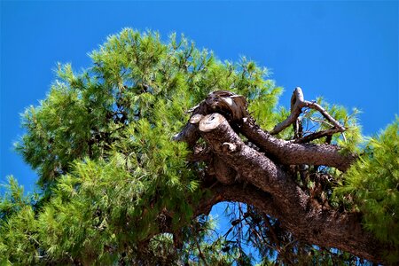 Conifer nature tap