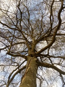 Plant natural energy rooted