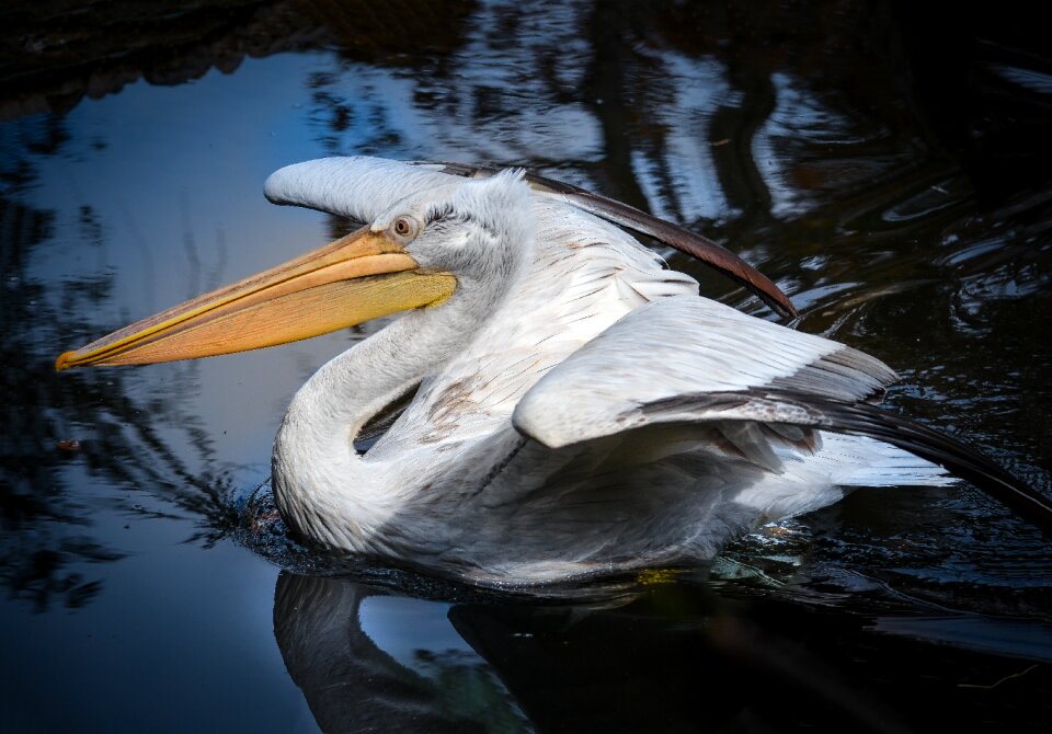 Nature feather dalmatian pelican