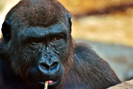 Zoo furry omnivore