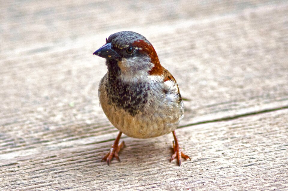 Close up sparrows nature