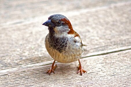 Close up sparrows nature