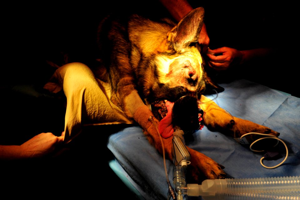K-9 expeditionary medical surgery 141115-N-RY232-289