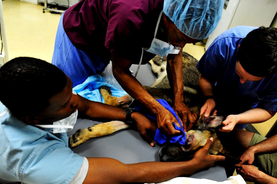 K-9 expeditionary medical surgery 141115-N-RY232-443