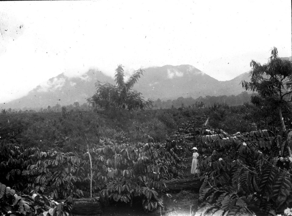 Kaffeplantage i Modajág. Sulawesi. Indonesien - SMVK - 1997D