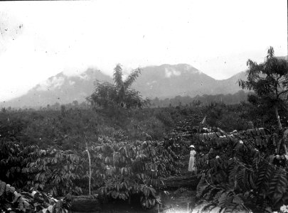 Kaffeplantage i Modajág. Sulawesi. Indonesien - SMVK - 1997D