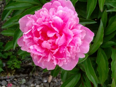 Pink flower beautiful flower blossom
