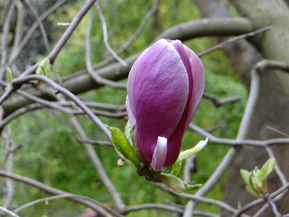 Plant magnolia branches flower buds