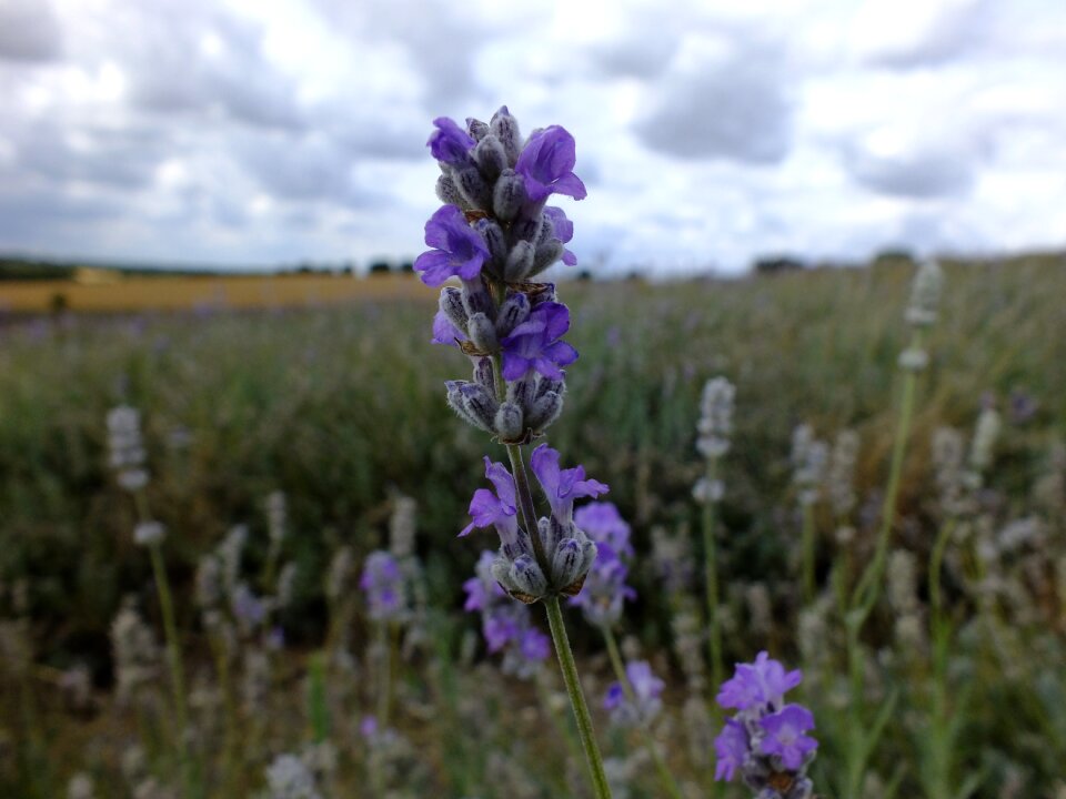 Flora lavender summer