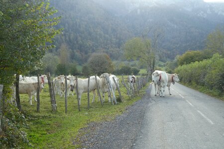 Tree road cows photo