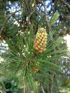 Nature close up pine greenhouse