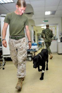 K9 patient 140113-N-LE393-111