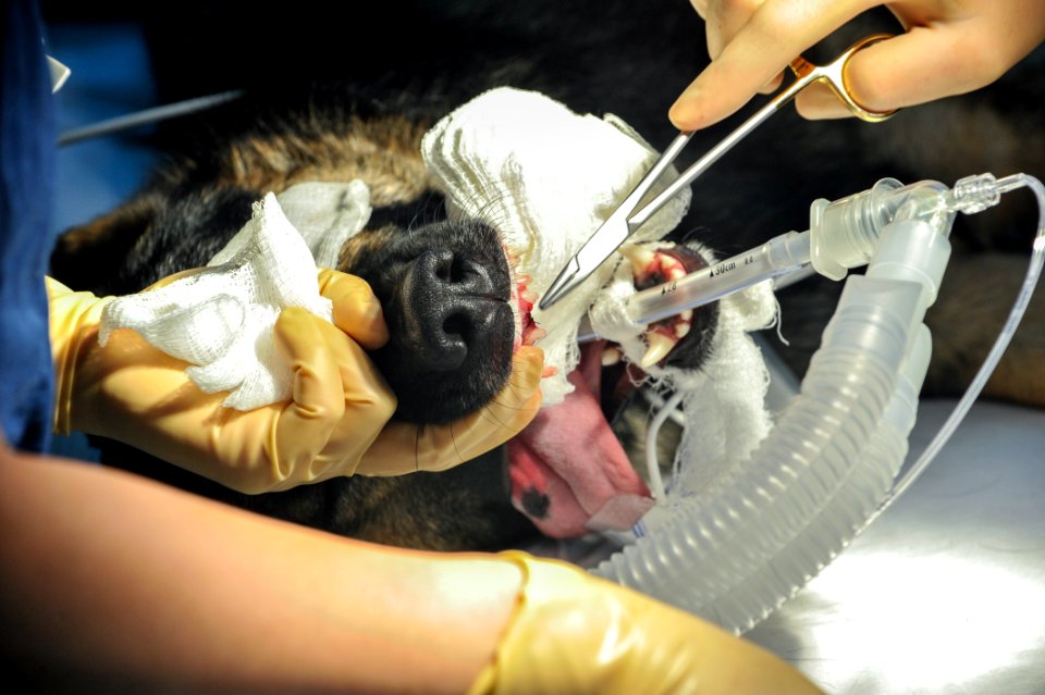 K9 surgery 140402-N-LE393-176