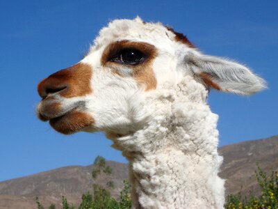 South america animal cute