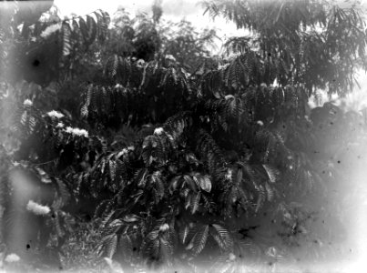 Kaffebuskar i plantagen. Modajag. Indonesien - SMVK - 022158