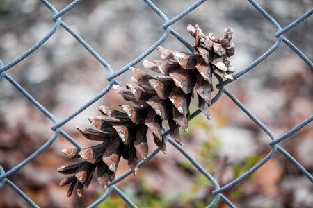 Barbed wire food nature