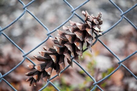 Barbed wire food nature photo