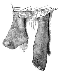 Kalamau. CASE IX. (Photograph 6)