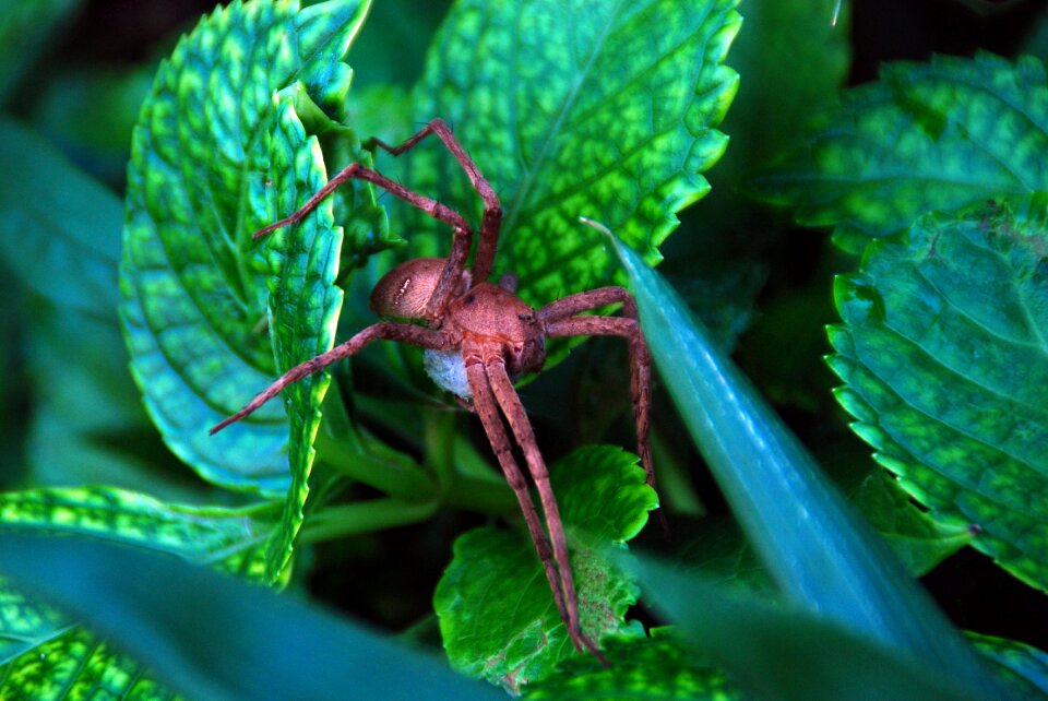 Wildlife natural macro
