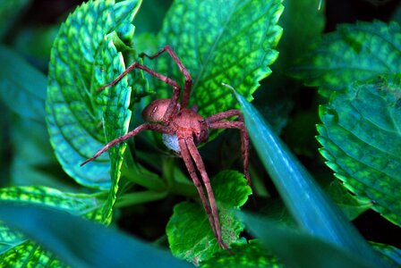 Wildlife natural macro