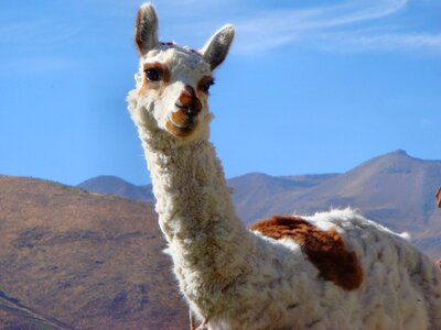 South america animal cute