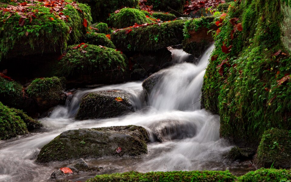 Forest nature silver creek