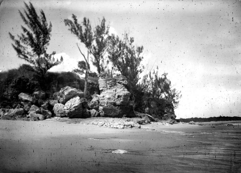 Kalkstensklippor med casuarinabuskar. Datum, 1907. Ort, Amborovy, Madagaskar. Amborovy - SMVK - 021843