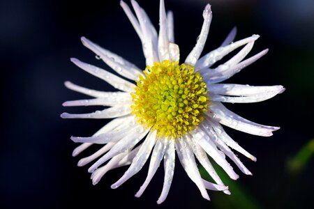 Bloom flower white