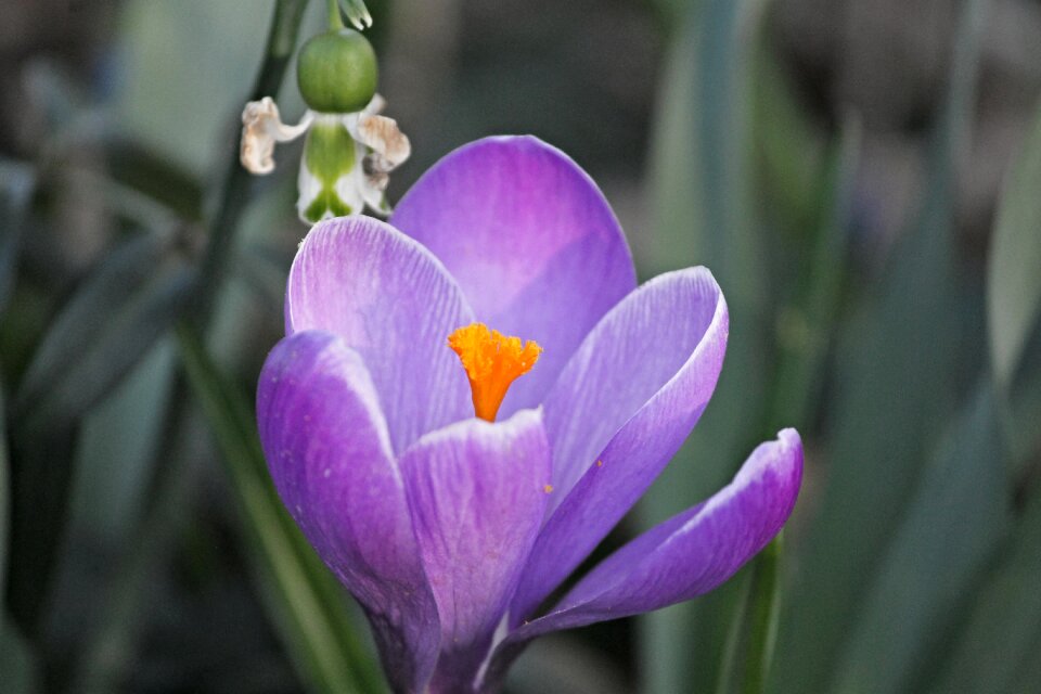 Early bloomer violet yellow photo