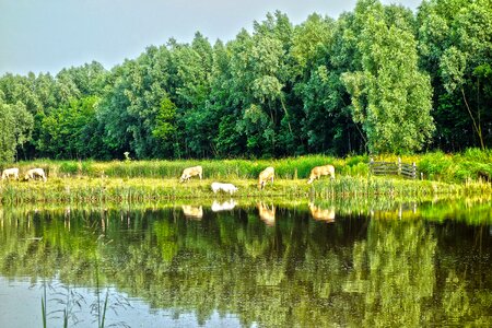 Cow herd livestock photo