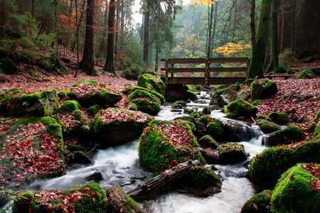 Forest nature silver creek