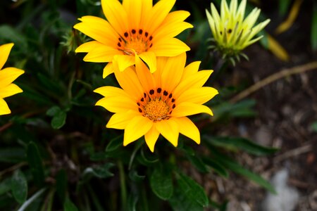 Plant flower summer photo