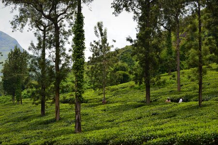 Nature india green tea photo
