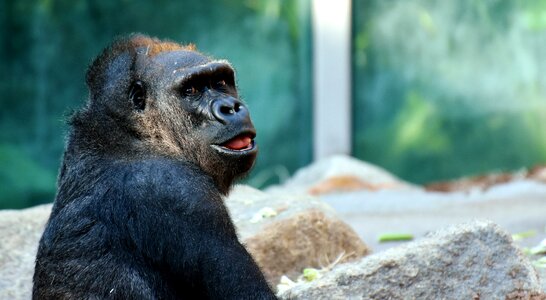 Zoo furry omnivore