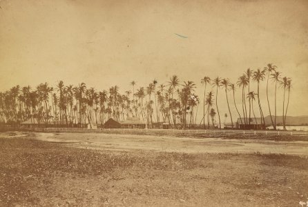 Kamehameha V property at Helumoa, Waikiki, Hawaii in 1880, from- Hawaii album, p. 1, palm trees and buildings LCCN2016651389 (cropped)