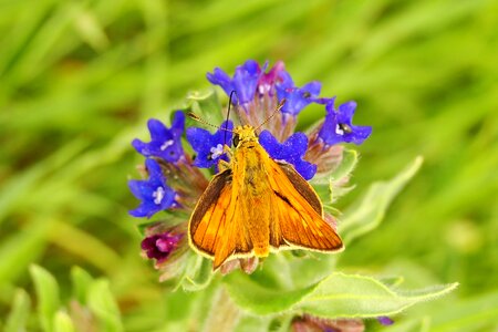 Garden summer animals