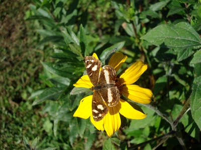 Brown flower yellow