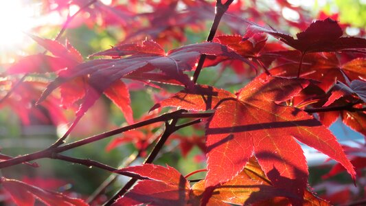 Tree garden scarlet