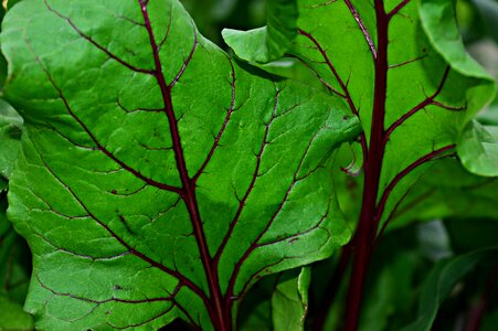Nature plant leaves