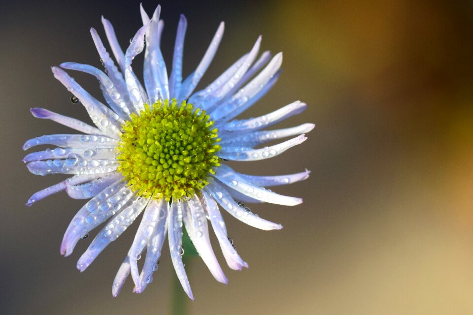 Bloom flower white