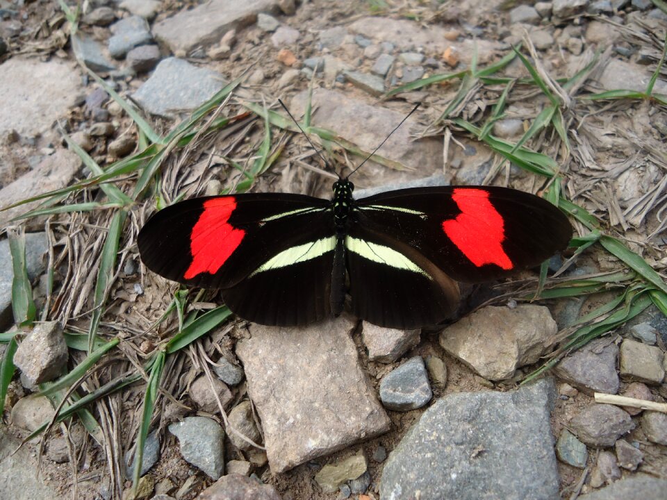 Of colors wings rounded