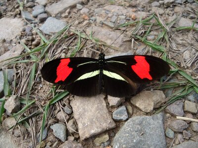 Of colors wings rounded