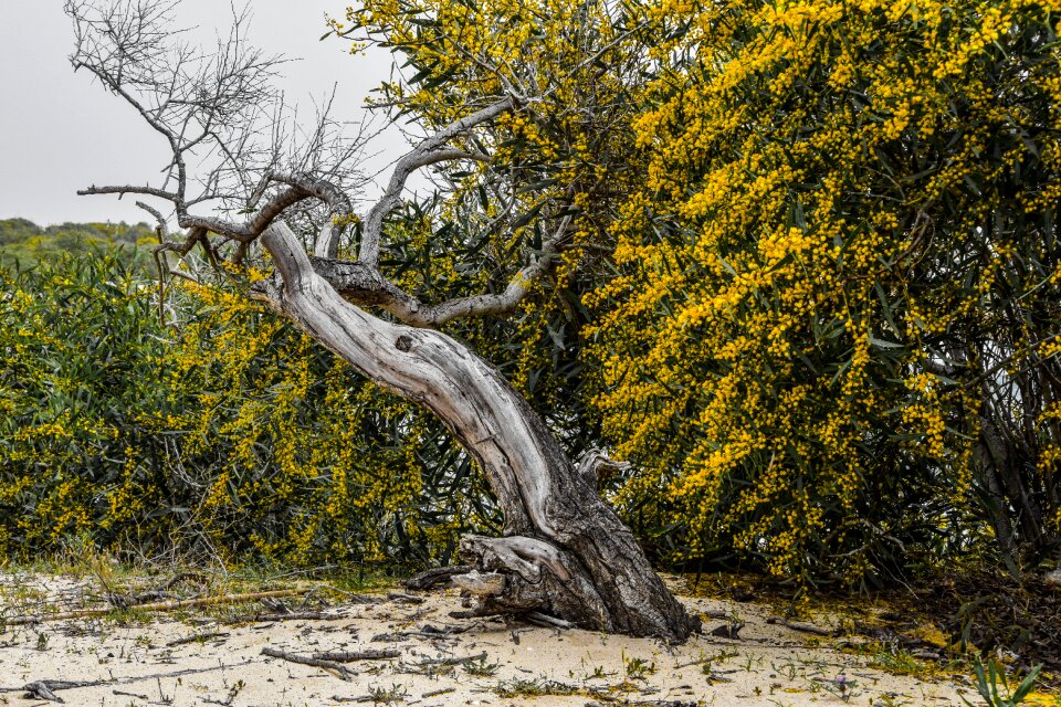 Wood scenery branches